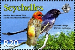 WWF - Aldabra Drongo and Aldabra Red-headed Fody