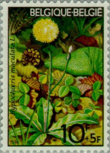 Hypochaeris maculata