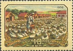 Poultry farm