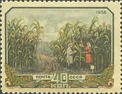 Corn field