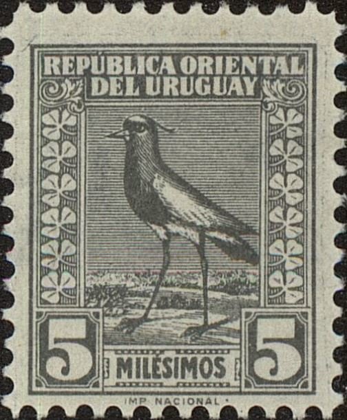 Southern Lapwing (Vanellus chilensis)
