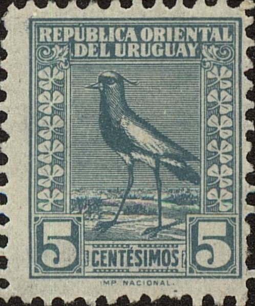 Southern Lapwing (Vanellus chilensis)
