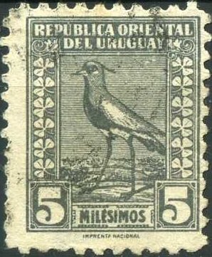 Southern Lapwing (Vanellus chilensis)