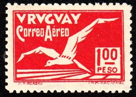 Albatross bird