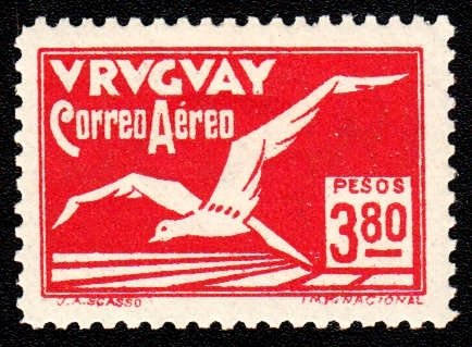 Albatross bird