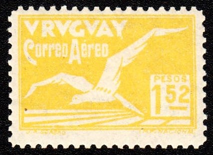 Albatross bird