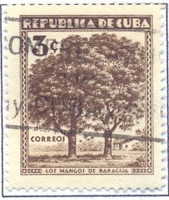 Mango trees at Baragua