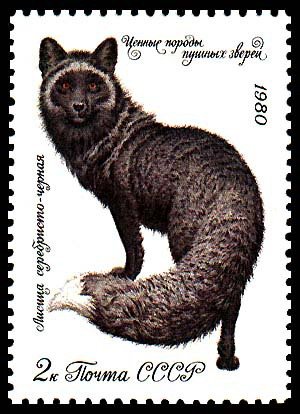 Silver Fox (Vulpes vulpes var.)
