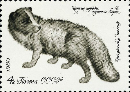 Arctic Fox (Alopex lagopus)