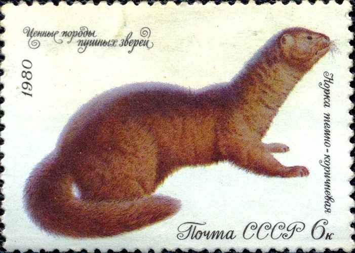 European Mink (Lutreola lutreola)
