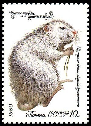 Nutria (Myocastor coypus)