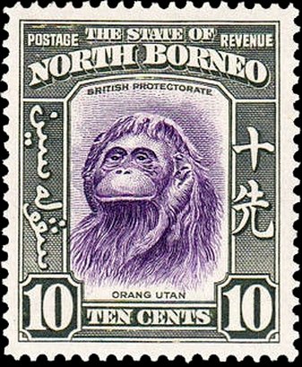 Bornean Orangutan (Pongo pygmaeus)