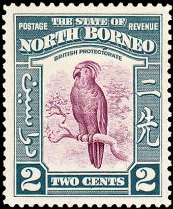 Palm Cockatoo (Probosciger aterrimus)