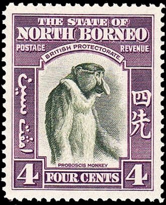 Proboscis Monkey (Nasalis larvatus)