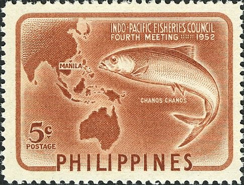 Milkfish (Chanos chanos)