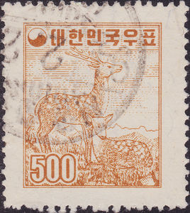 Sika Deer (Cervus nippon)