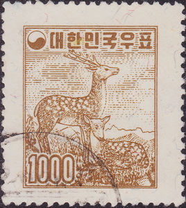 Sika Deer (Cervus nippon)