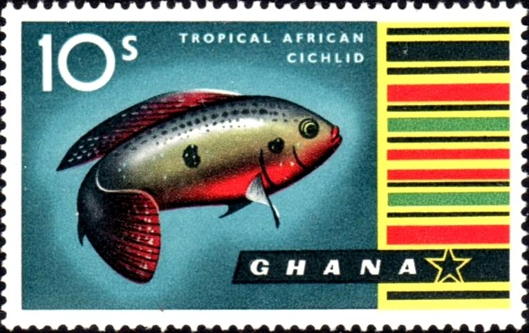 Jewel Cichlid (Hemichromis bimaculatus)