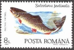 Brook Trout (Salvelinus fontinalis)
