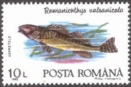 Stamp, Romanian Darter (Romanichthys valsanicolas), Romania,  , Fishes
