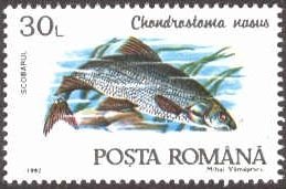 Common Nase (Chondrostola nasus)