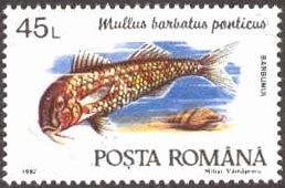 Blunt-snouted Mullet (Mullus barbatus ponticus)