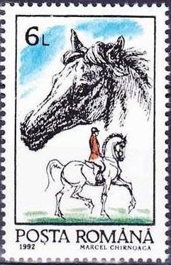 Horse (Equus ferus caballus)