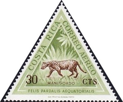 Ocelot (Leopardus pardalis)