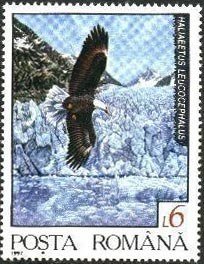 Bald Eagle (Haliaeetus leucocephalus)