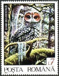Spotted owl (Strix occidentalis)