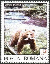 Brown bear (Ursus arctos)