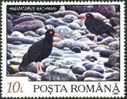 Black oystercatcher (Haematopus bachmani)