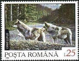 Wolf (Canis lupus)