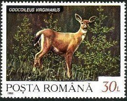 Stamp, White-tailed deer (Odocoileus virginianus), Romania,  , Mammals, Animals (Fauna), Deer