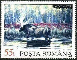 Elk (Alces alces)