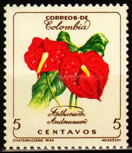 Anthurium andreanum // Aereo overprints