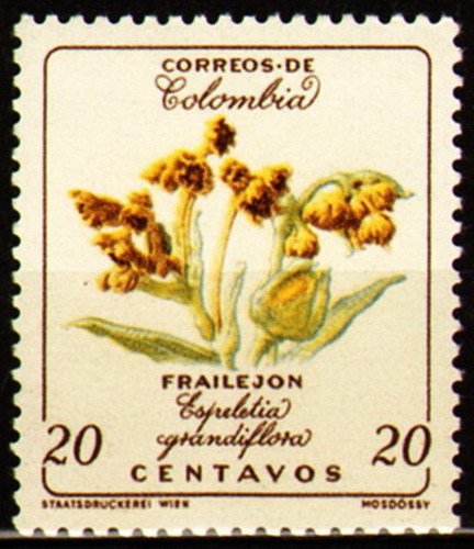 Frailejon - Espeletia grandiflora