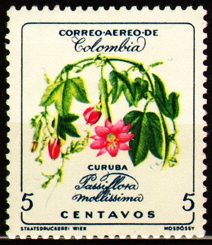Passiflora Mollissima