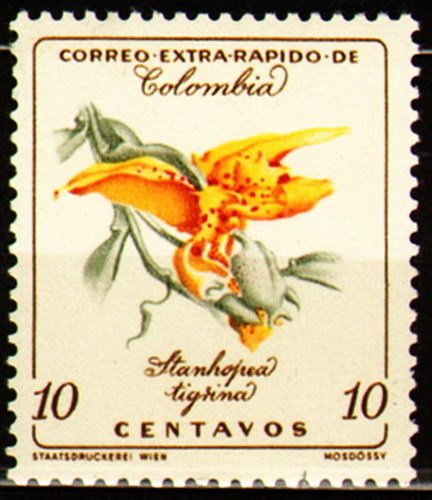 Stanhopea Tigrina