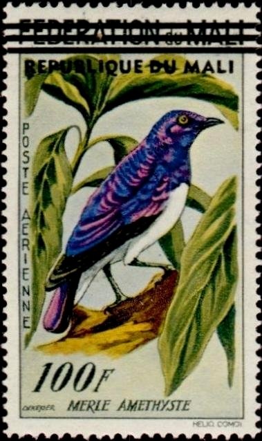 Violet-backed Starling  (Cinnyricinclus leucogaster)