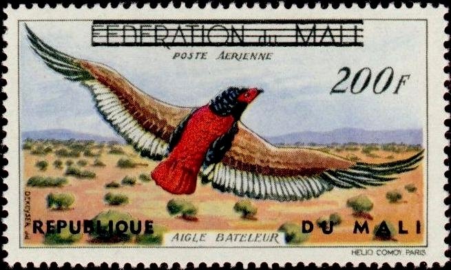 Bateleur Eagle (Terathopius ecaudatus)