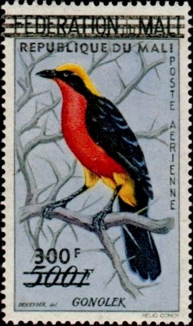 Yellow-crowned Gonolek (Laniarius barbarus)