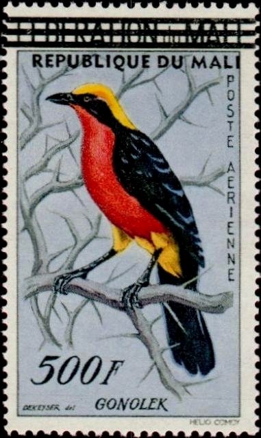 Yellow-crowned Gonolek (Laniarius barbarus)
