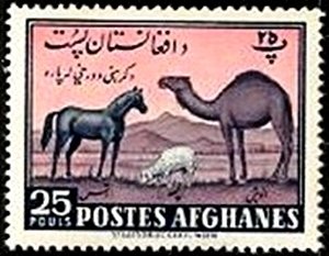 Horse (Equus ferus caballus), Dromedary (Camelus dromedarius