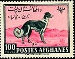 Afghan Hound (Canis lupus familiaris)