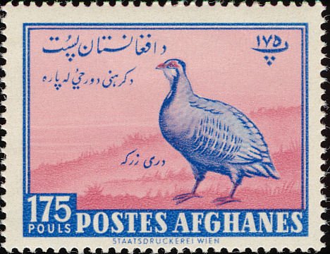 Chukar Partridge (Alectoris chukar)