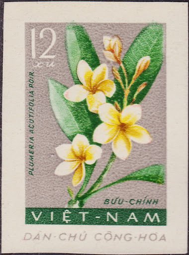 Frangipani (plumeria Acutifocia Poir)