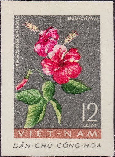 Hibiscus (rosa Sinensis)