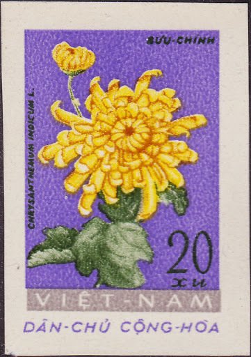 Chrysanthemum (chrysanthemum)