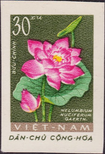 Lotus (nelubium Nuciferum)
